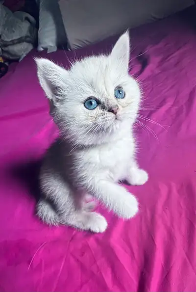 Purebred British Shorthair kittens ready, View more