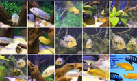 CICHLIDS FISH SALE - Pickering 