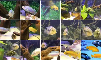 Cichlids South, American central American and African Malawi I have some peacocks for sale etc. aver...