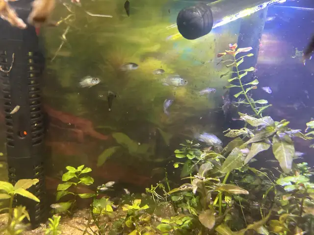 electric blue acara juveniles in Fish for Rehoming in Brantford - Image 5