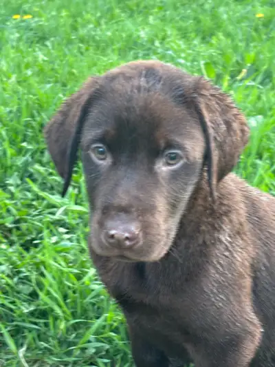 Labrador Retriever Puppies, View more