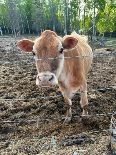 Jersey cow and calf, View more