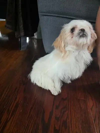 Poppy 4 months, View more