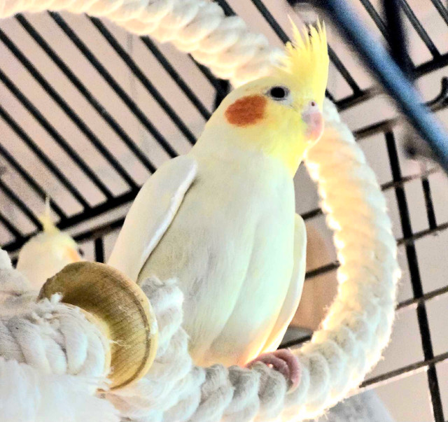 Bébés cockatiels lutino à nourrir ( VENDU) dans Oiseaux à adopter  à Laurentides - Image 3