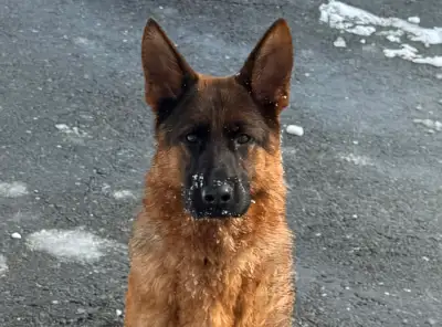 CKC Registered German Shepherds, View more