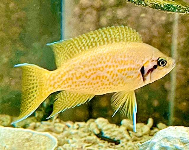 F-1 adult Neolamprologus helianthus “ Kamakonde”Cichlids in Fish for Rehoming in Hamilton - Image 3