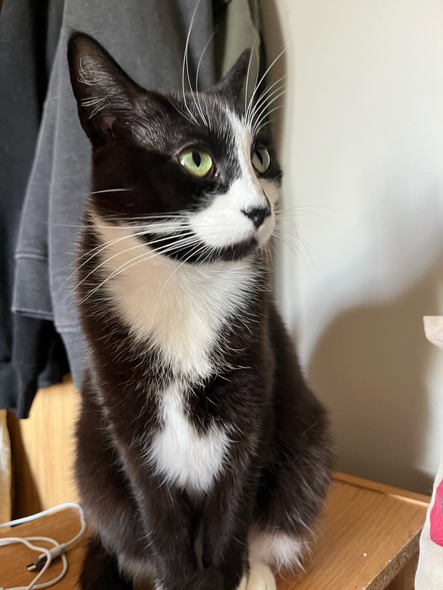 Cats to good home in Cats & Kittens for Rehoming in Medicine Hat - Image 4