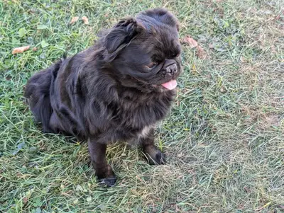 Pug for Rehoming, View more