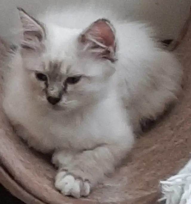 RARE Purebred Birman kittens