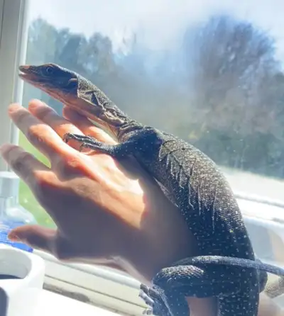 Reptile rescue , View more