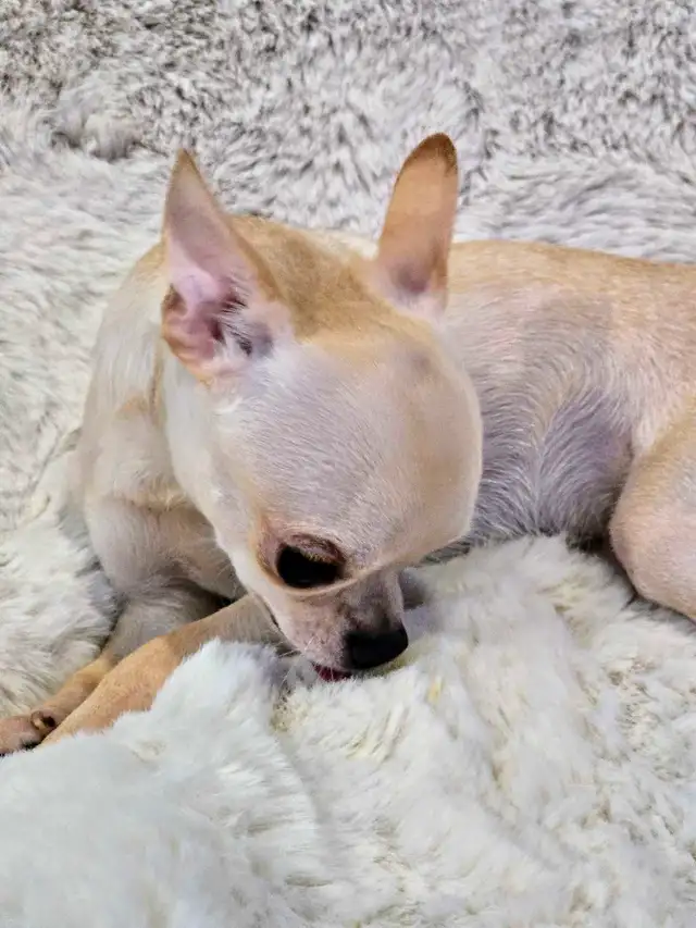 CHIHUAHUA MALE/2FEMELLE DÉNIERE PORTÉ D QUALITÉ/2 FRENCHTON MALE in Dogs & Puppies for Rehoming in City of Montréal - Image 8