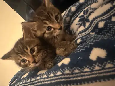 8 week old male kittens (2) left, View more