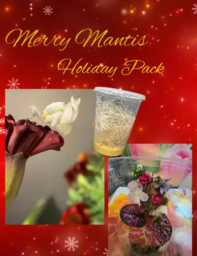 Merry Holiday Orchid Pack, View more