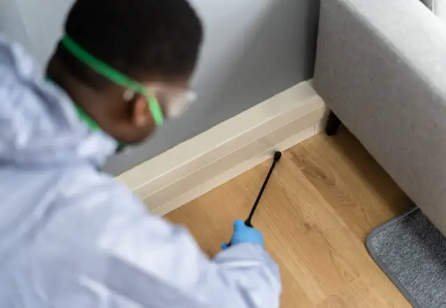 Pest control, Raccoon, Pest contorl, Bed bug, Roaches 289301863162863723804545121