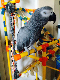Are you looking for a african grey congo parrot?