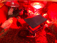 5 week old chicks