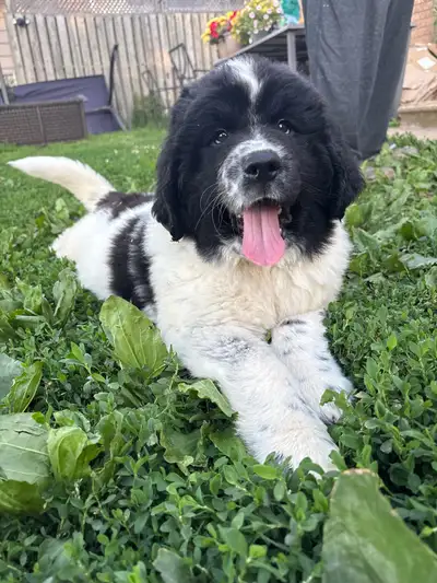 Landseer Newfoundlander Puppies, View more