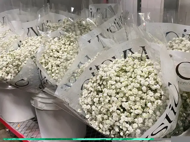 Babies breath bunch $35 in Other in Mississauga / Peel Region - Image 3
