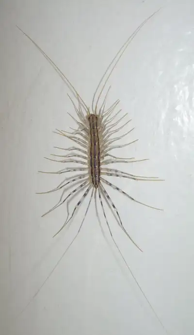 Hello! I am looking to buy 100 house centipedes. Please let me know if you have any that you can sel...