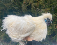 White gorgeous silkie chicken rooster cockerel boy