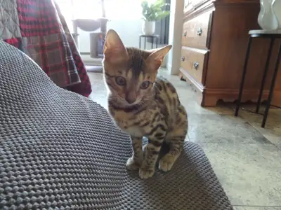 chatte bengal vermifugee elancee et enjoue de 3 mois et demi, View more