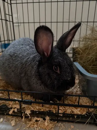 Purebred Silver Fox Rabbit Buck - Proven Breeder!, View more