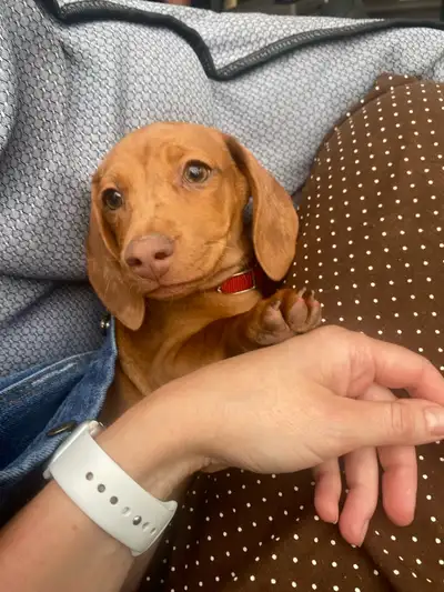Miniature smooth Dachshund dapple female, View more