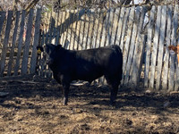 Registered Yearling & 2 Year Old Limousin Bulls
