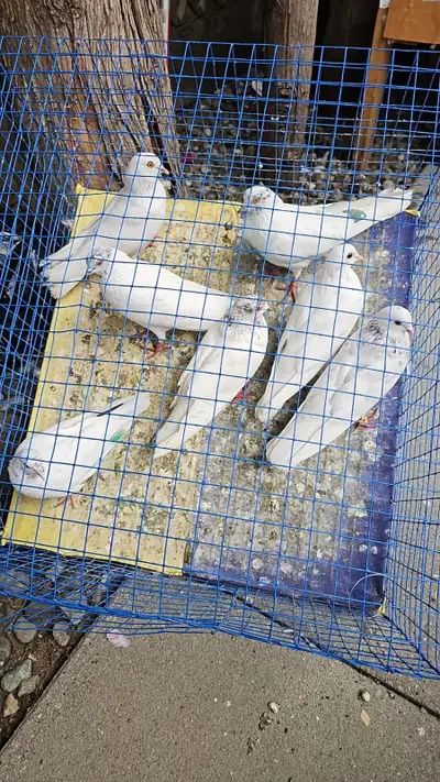  High flyer Pigeon, View more