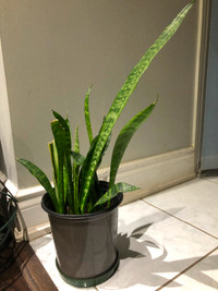 Snake plant in a 10 inch container