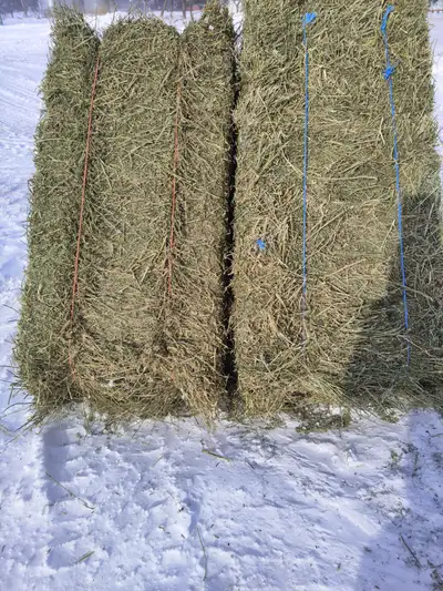 Alfalfa hay in small squares. No rain.
