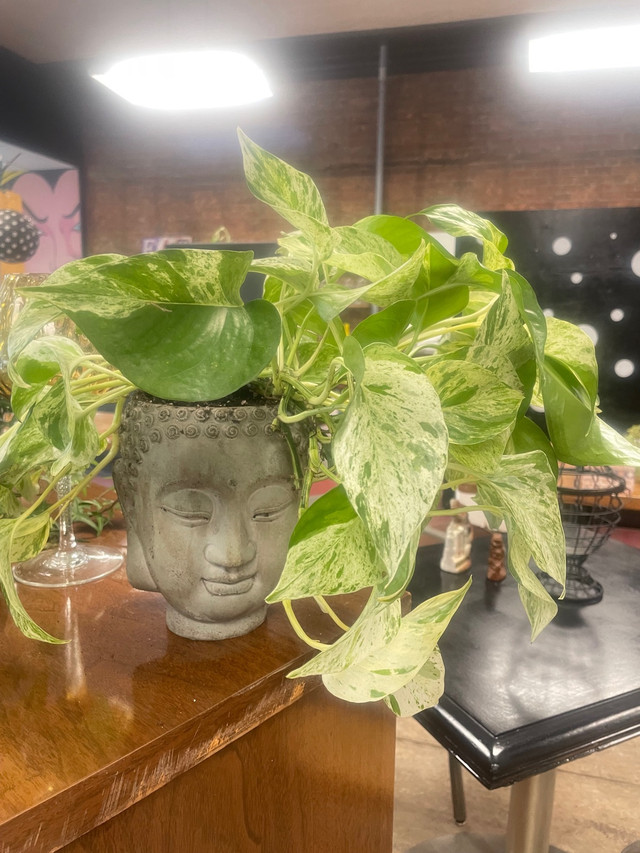 Assortment of Potted Plants  in Home Décor & Accents in Thunder Bay