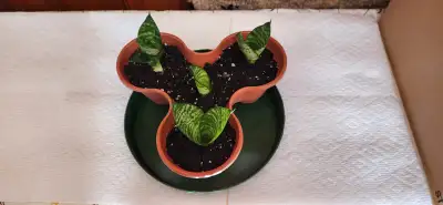 Birds Nest Sansevieria Plants, View more
