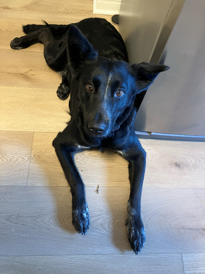 A sweet family dog needs a home, View more