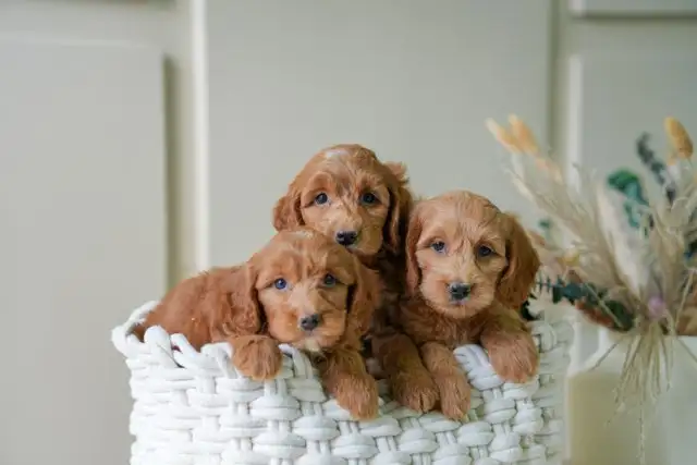 Adorable Mini Goldendoodles puppies for Loving Homes in Dogs & Puppies for Rehoming in Oakville / Halton Region - Image 7
