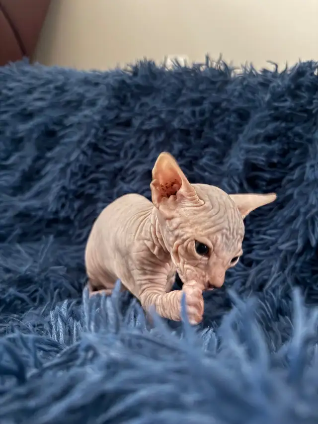 Sphynx Kittens Looking for Loving Homes  in Cats & Kittens for Rehoming in St. Albert - Image 7