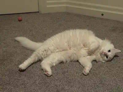 Beautiful cat looking for a family, View more