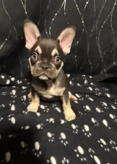 French bulldog beautiful puppies, View more