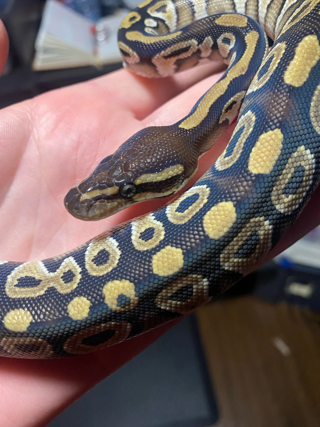 Mojave ball python in Reptiles & Amphibians for Rehoming in Leamington - Image 4