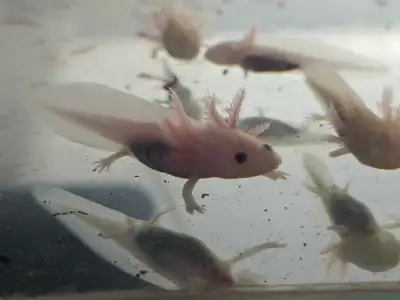 Absolutely adorable sea creatures. These axolotls chases you around in their tanks. They are super e...