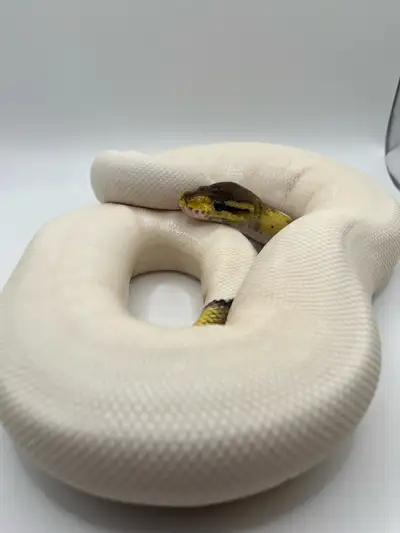 Hello! We are selling our male pewter (cinnamon pastel) pied. He is a fantastic eater. Currently wei...