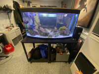 Aquarium 75g d’eau salé tout équipé 