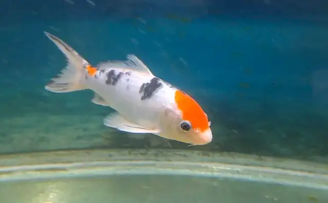 Koi fish 7-8inches in Fish for Rehoming in Oshawa / Durham Region - Image 5