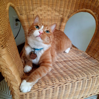 Orange male cat to rehome