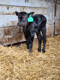 Baby Black Angus bull calf for sale