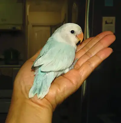 handfed baby lovebird  (whiteface blue opaline))==ON HOLD, View more