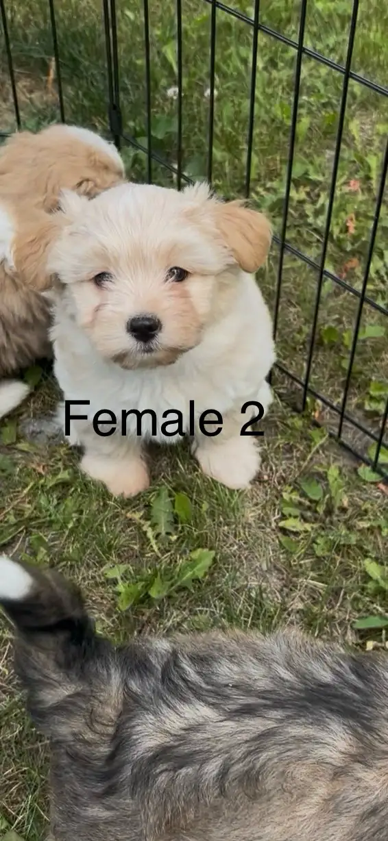 non-shedding hypoallergenic small puppies in Dogs & Puppies for Rehoming in Burns Lake - Image 3