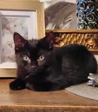 Magnifique chaton mâle noir 
