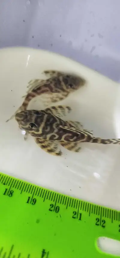 Cracked Zebra Pleco (L236 -RB line sp), View more