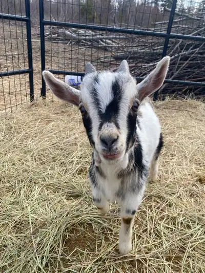 Born February 9th Mom is a NDxAlpine Dad is a purebred ND Super friendly little guy ready for his ow...